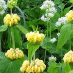 Associer la Sauge de Jérusalem ou Phlomis