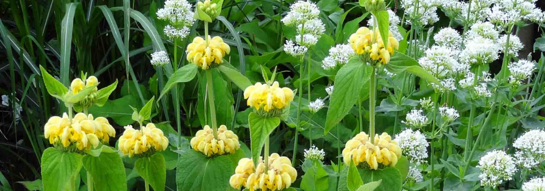 Associer la Sauge de Jérusalem ou Phlomis