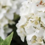 7 hortensias compacts et beaux longtemps