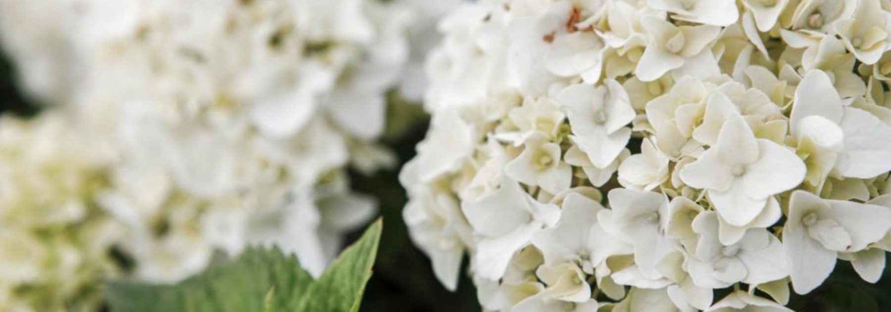 7 hortensias compacts et beaux longtemps