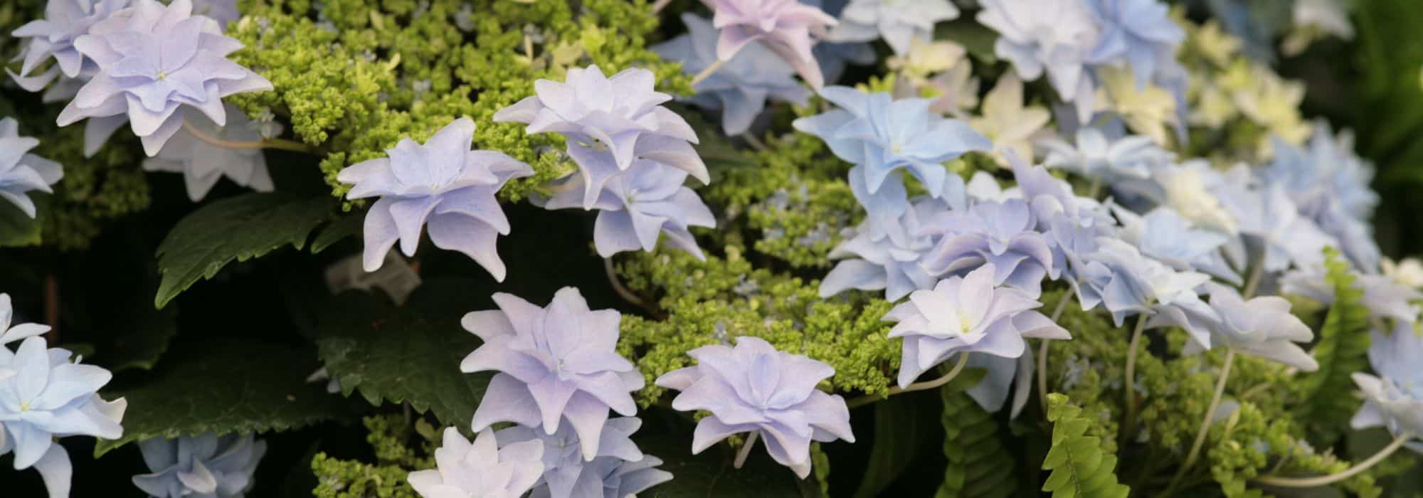 7 hortensias à fleurs doubles