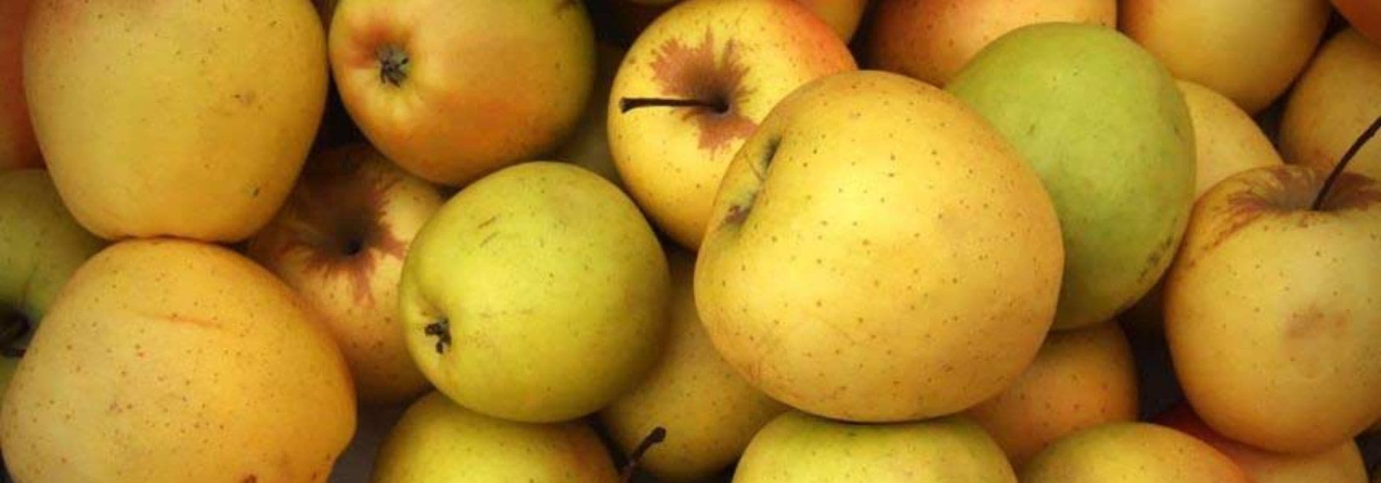 Les meilleures pommes à cuire - Promesse de Fleurs