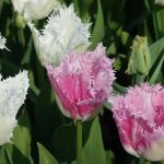 Tulipe frangée : un bijou pour le jardin