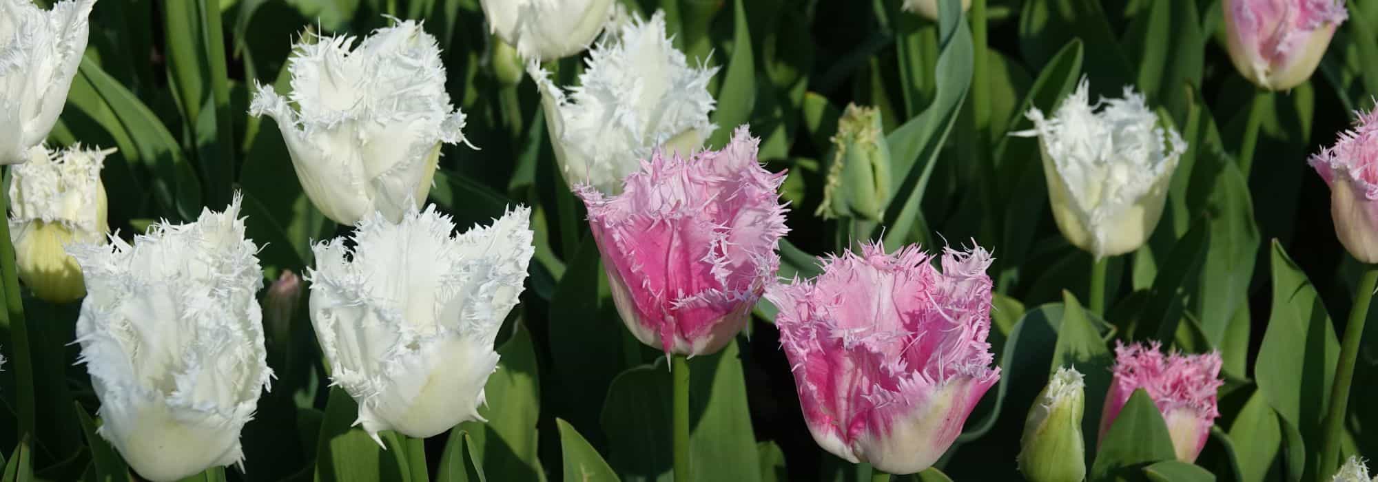 Tulipe frangée : un bijou pour le jardin
