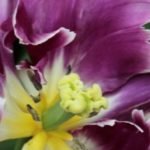 Tulipe perroquet : la plus extravagante