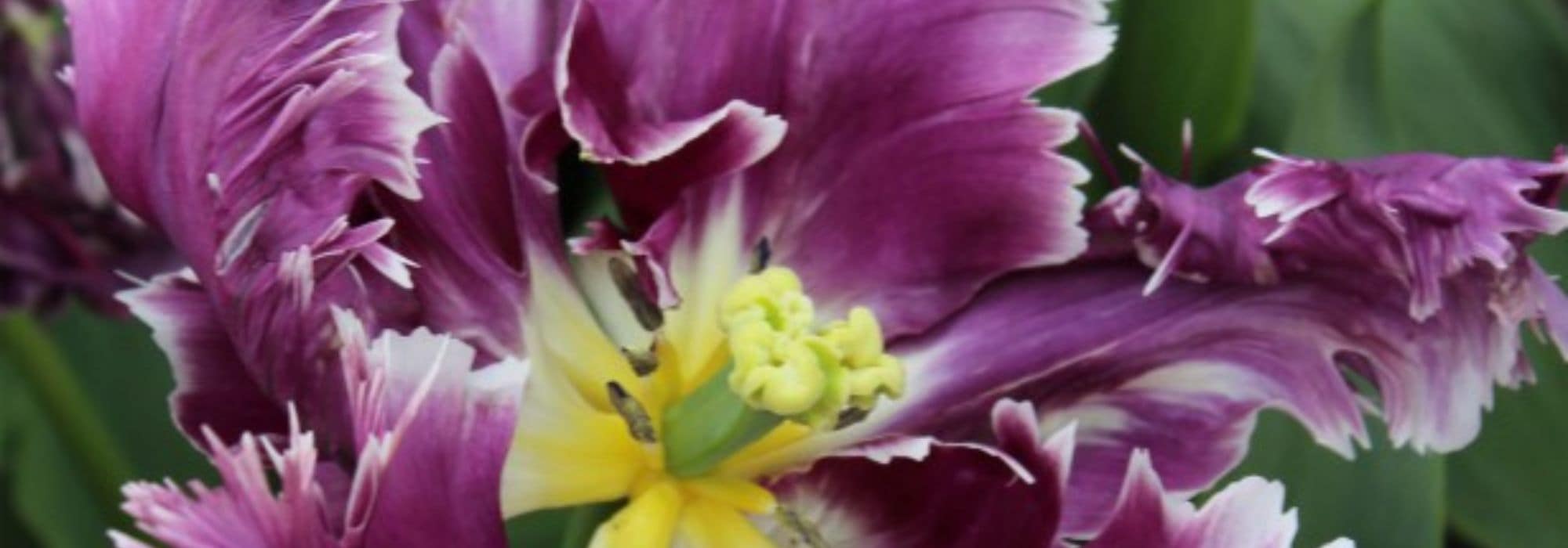 Tulipe perroquet : la plus extravagante