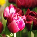 Les tulipes à fleurs très doubles