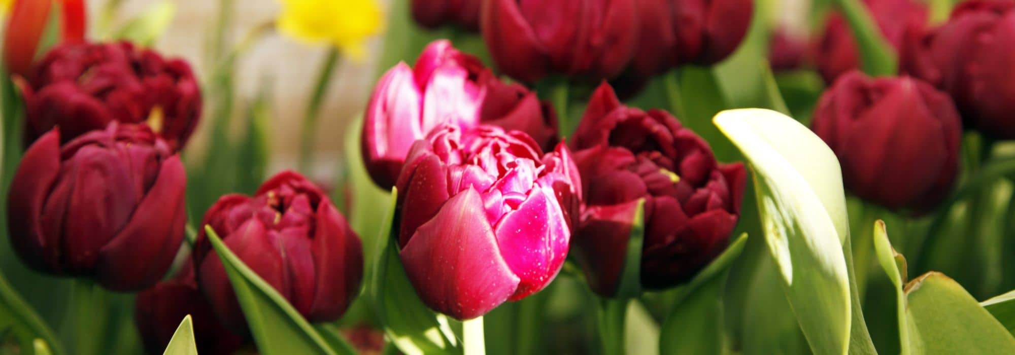 Les tulipes à fleurs très doubles