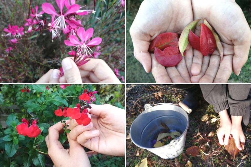 réaliser un herbier avec les enfants