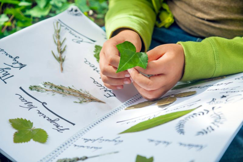 réaliser un herbier avec les enfants