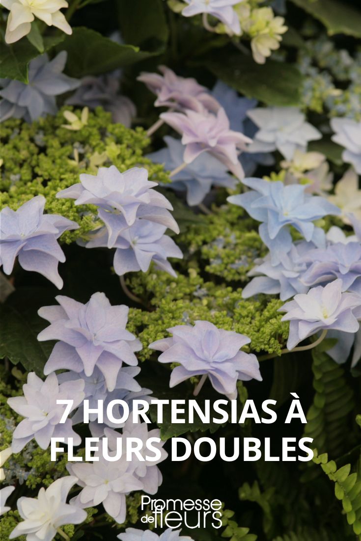 hortensia fleurs doubles