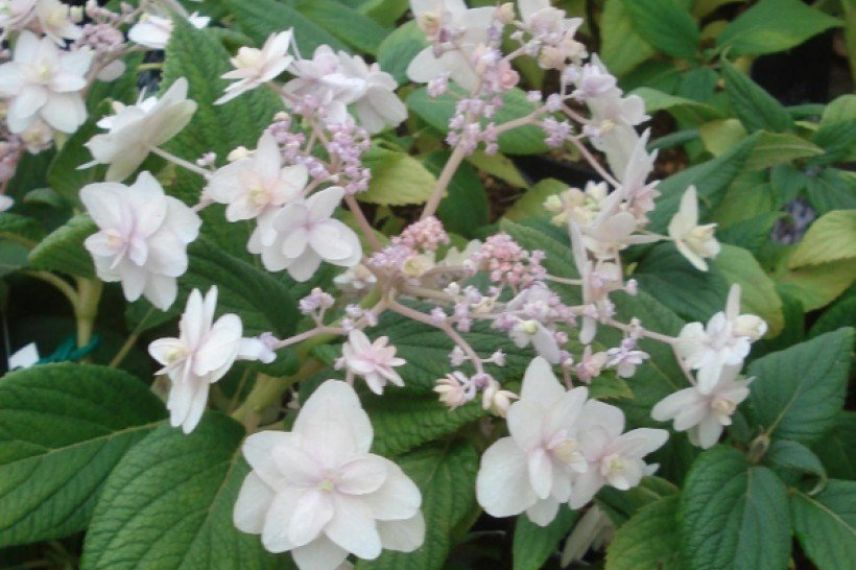 hydrangea à fleur double