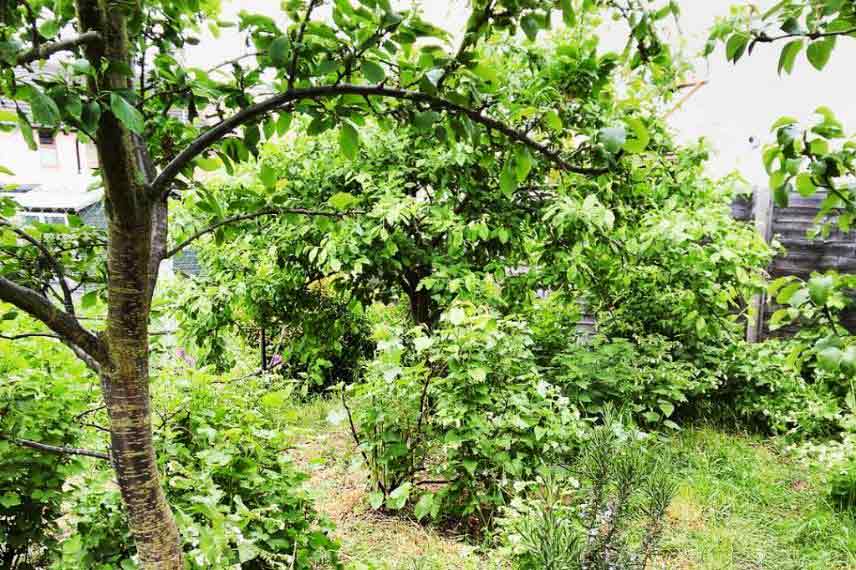 jardin foret, jardin comestible