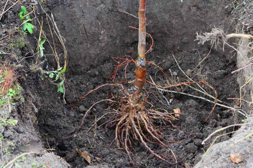 plantation racines nues