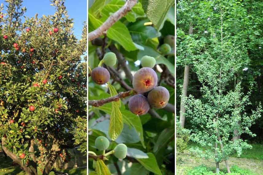 jardin foret strate arborée