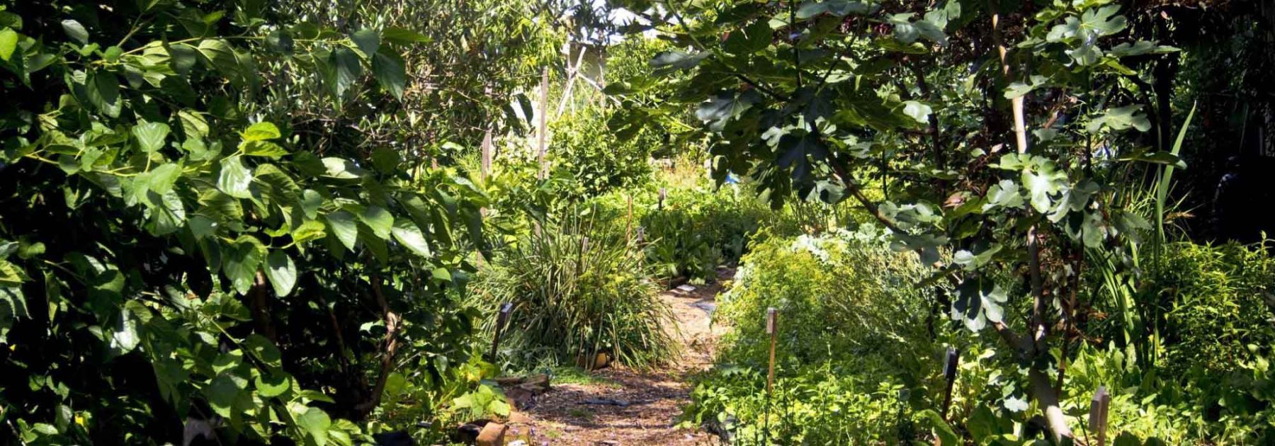 Créer une forêt jardin sans se ruiner avec les racines nues