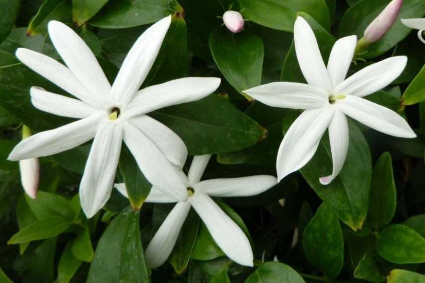 plantes blanches parfumees odorantes balcon terrasse pot