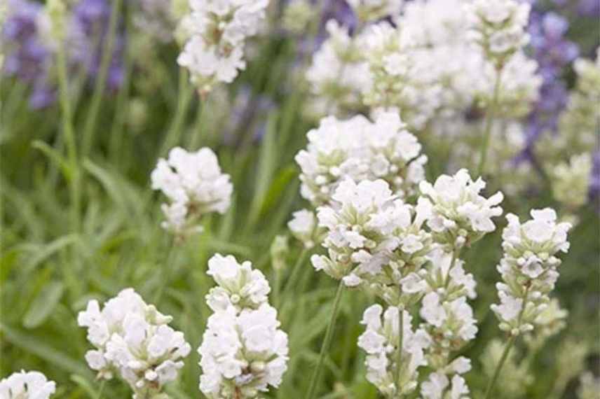 plantes blanches parfumees odorantes balcon terrasse pot