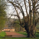 Tourisme végétal : des arbres remarquables à voir dans les Hauts-de-France