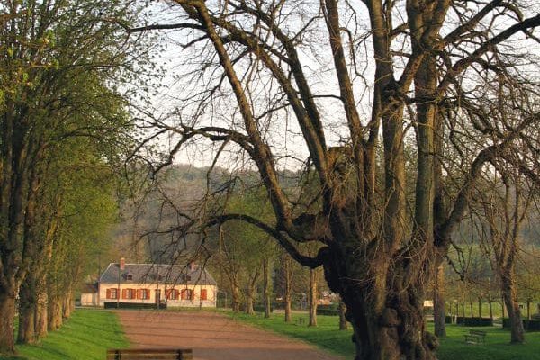 Tourisme végétal : des arbres remarquables à voir dans les Hauts-de-France
