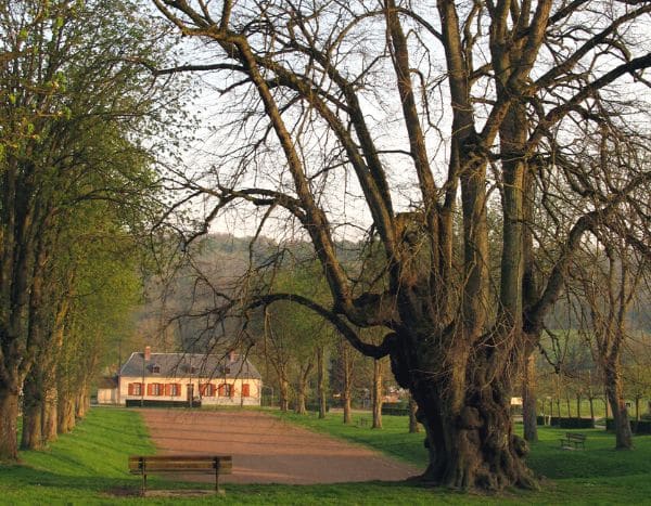 Tourisme végétal : des arbres remarquables à voir dans les Hauts-de-France