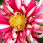 Comment soigner un dahlia : maladies et parasites principaux