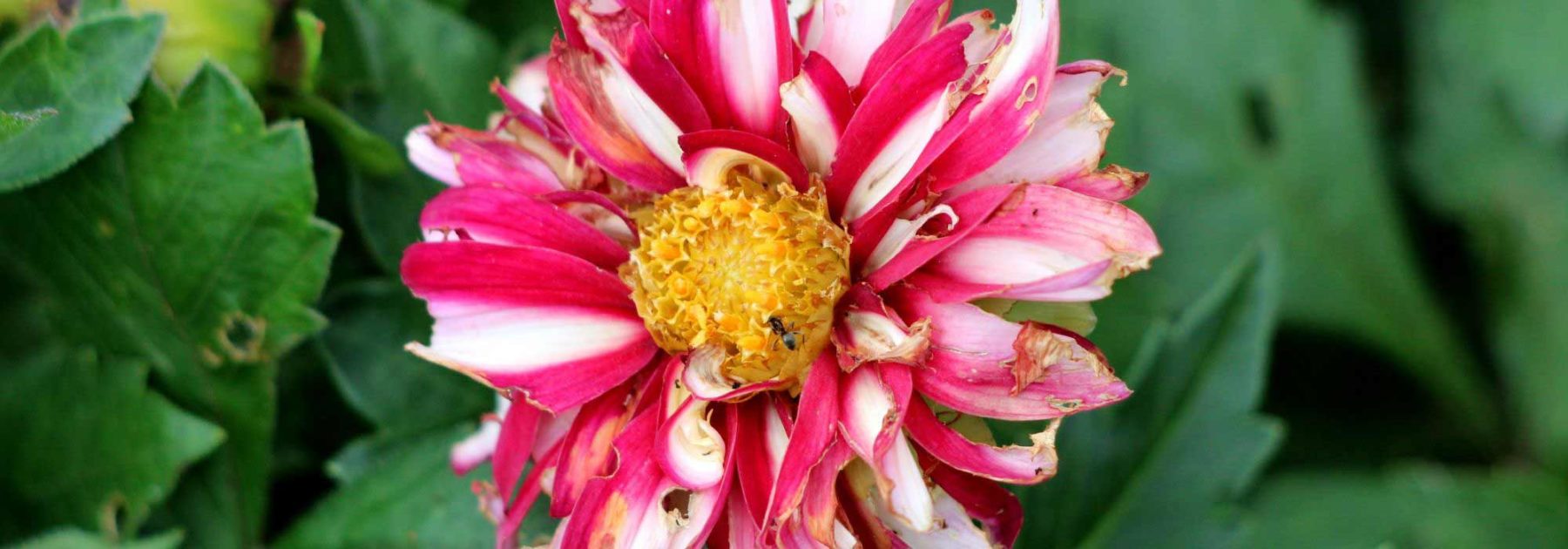 Comment soigner un dahlia : maladies et parasites principaux