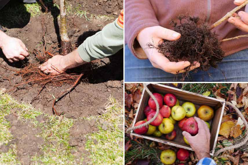 travaux jardinage novembre