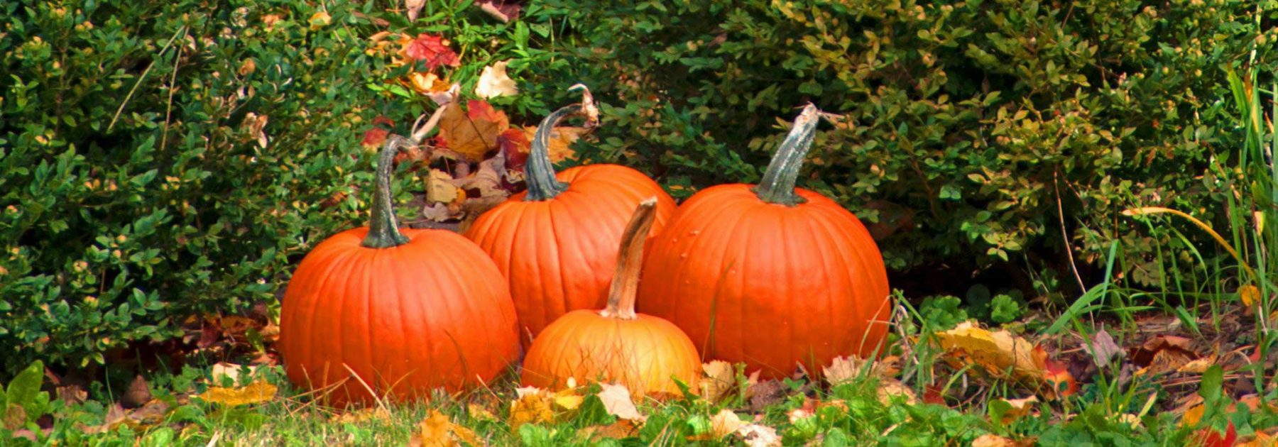 Que faire au jardin en novembre ?