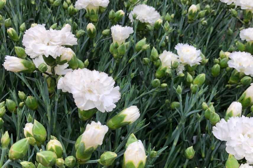 plantes blanches parfumees odorantes balcon terrasse pot