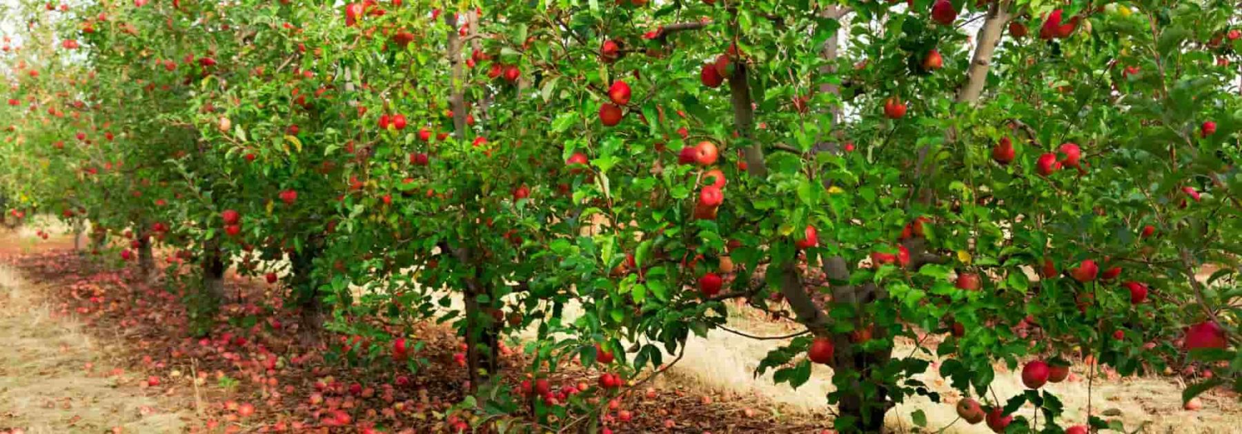 Distances de plantation dans un verger - Promesse de Fleurs