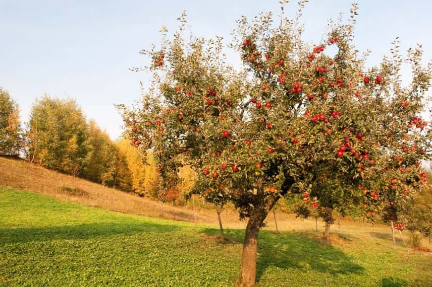 plantation arbres fruitiers