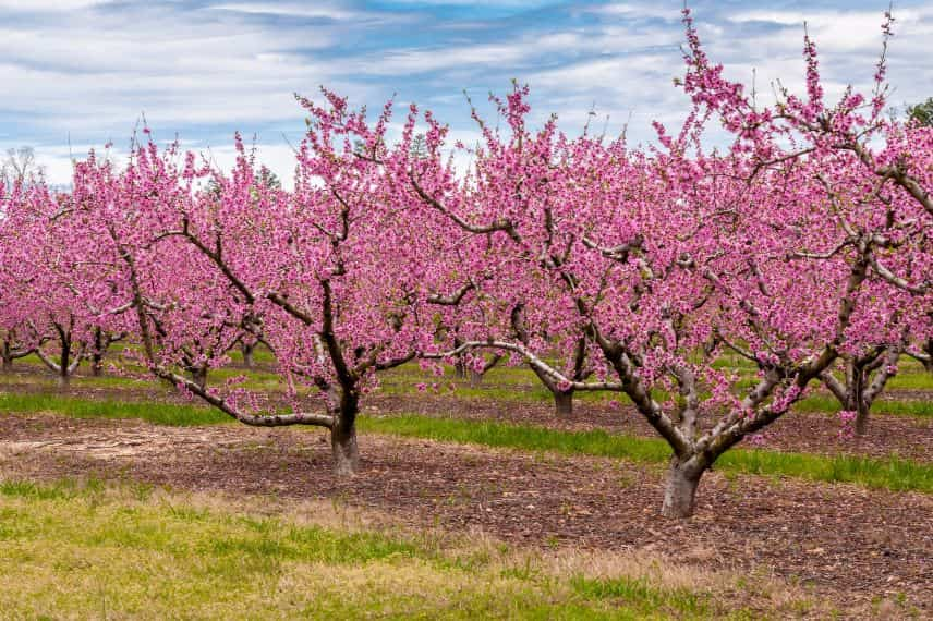 plantation arbres fruitiers