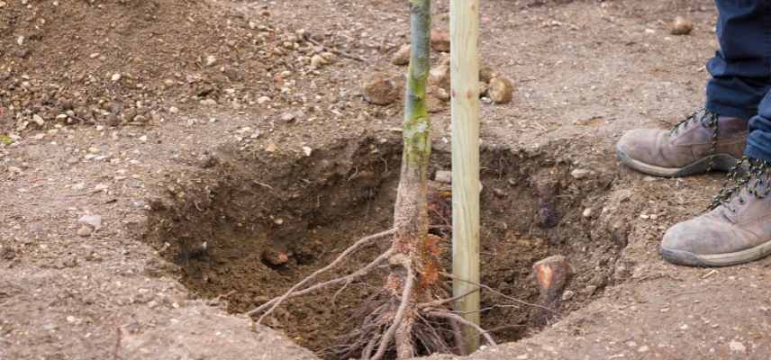 planter une haie en racines nues, plantation haie racines nues