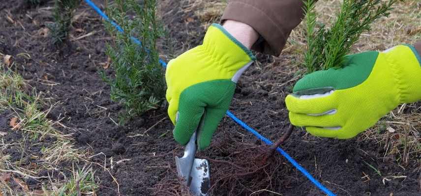 planter une haie en racines nues, plantation haie racines nues