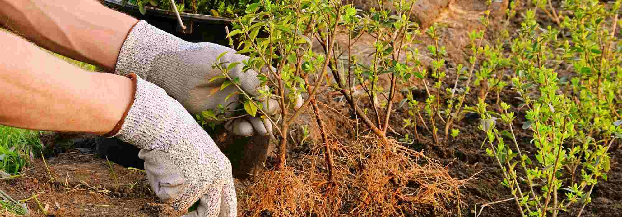 Kit prêt à l'emploi d'herbes à thé - kit de plantation prêt à l'emploi