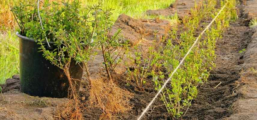 planter une haie en racines nues, plantation haie racines nues