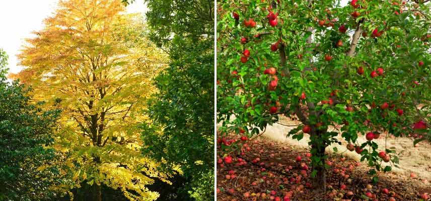 planter arbres en automne