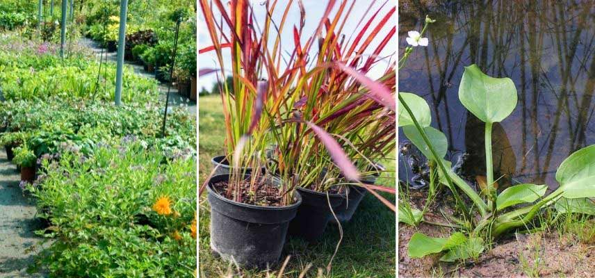 planter vivaces et graminées en automne