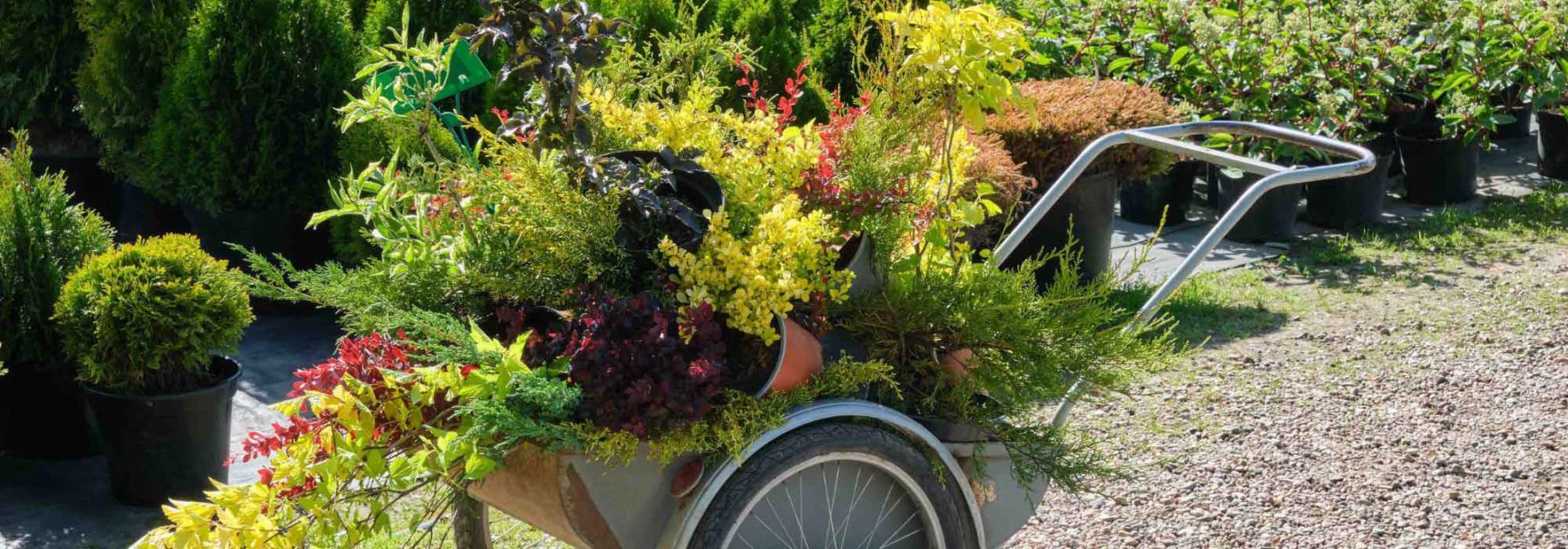 Planter, entretenir et récolter le romarin - Mon Jardin Ideal