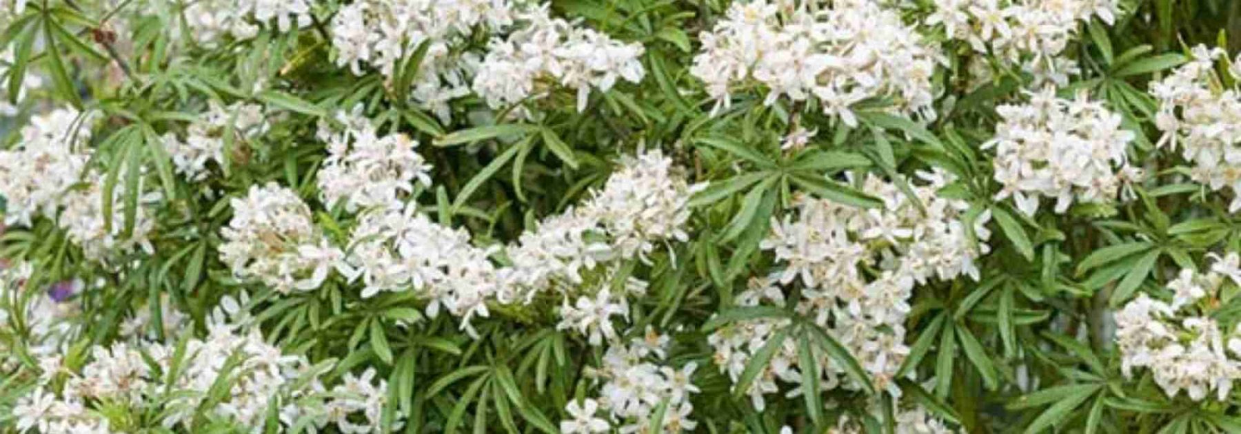 Des fleurs blanches odorantes pour votre balcon ou terrasse