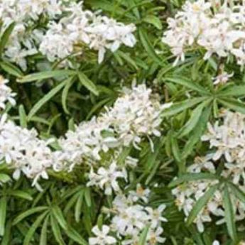 Des fleurs blanches odorantes pour votre balcon ou terrasse