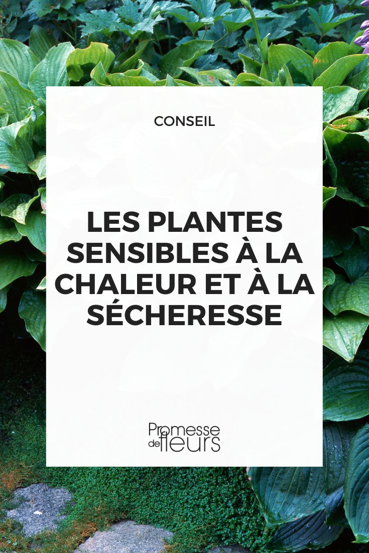 plantes sensibles a la chaleur et a la secheresse