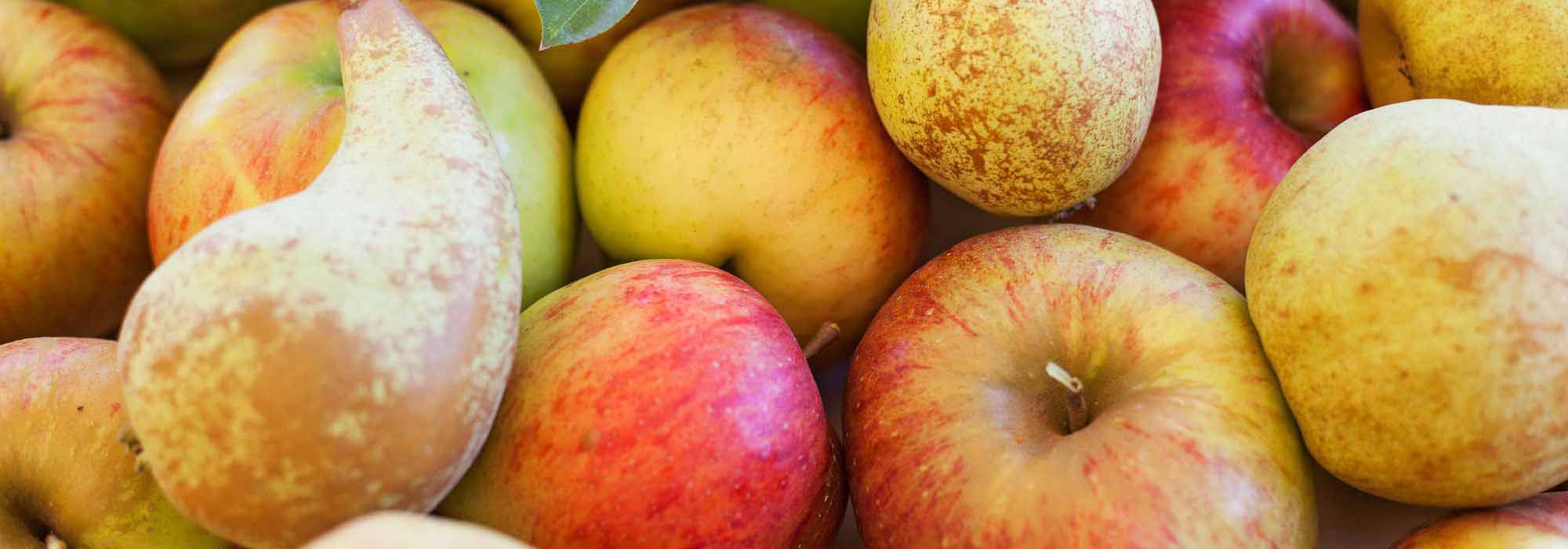 Récolter et conserver les pommes et les poires