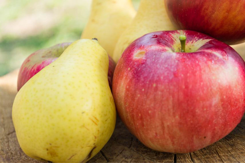 Récolter et conserver les pommes et les poires