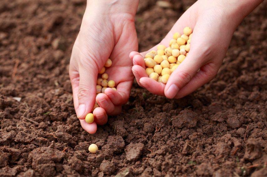 que faire au potager en novembre