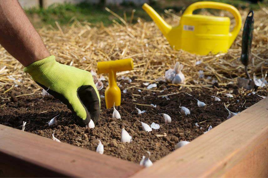 que faire au potager en novembre