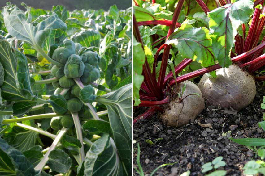 que faire au potager en novembre