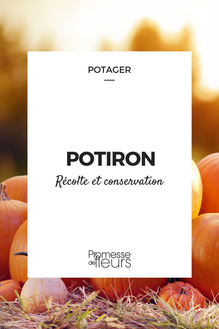 potiron récolte et conservation