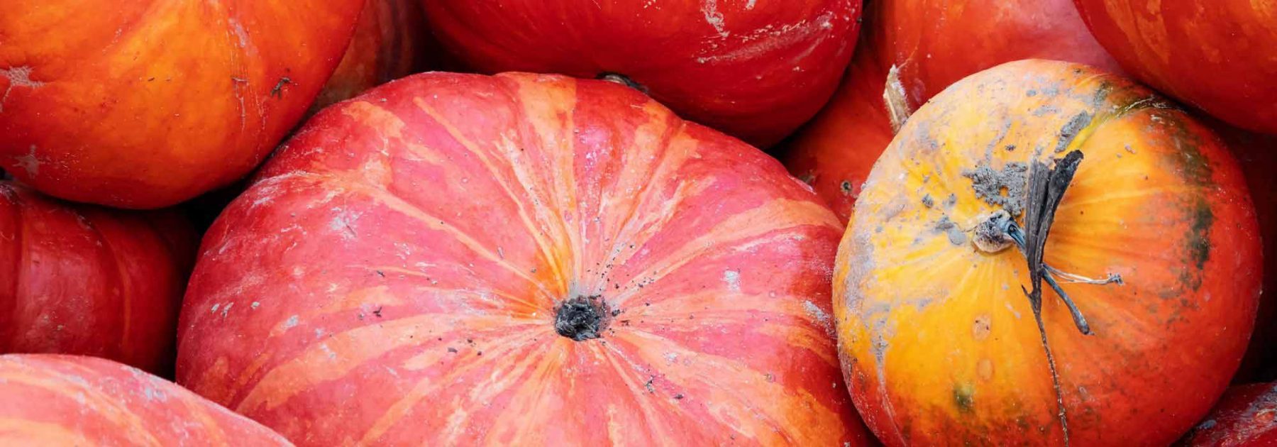 Comment récolter, conserver, récupérer puis planter des graines de tomate  et de courge ? 